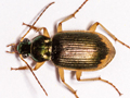 Chlaenius vestitus